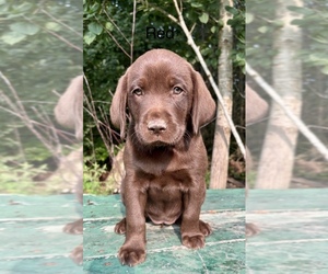 Medium Labrador Retriever