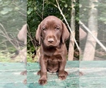 Puppy Red Labrador Retriever