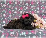 Small Photo #5 Havanese-Poodle (Toy) Mix Puppy For Sale in LEOLA, PA, USA