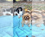 Small #4 Shih Tzu