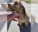 Small Photo #5 Goldendoodle Puppy For Sale in GRANTSVILLE, UT, USA