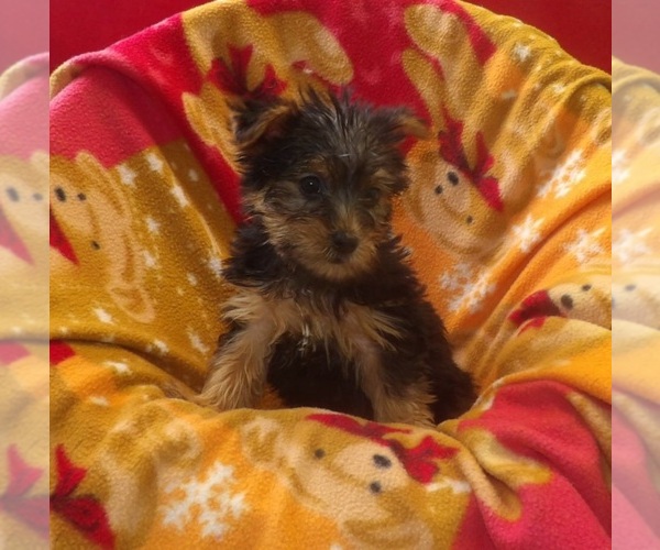 Medium Photo #3 Yorkshire Terrier Puppy For Sale in PATERSON, NJ, USA