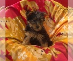 Small #2 Yorkshire Terrier