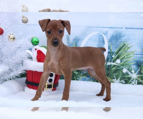 Medium Photo #1 Doberman Pinscher Puppy For Sale in MARIETTA, GA, USA
