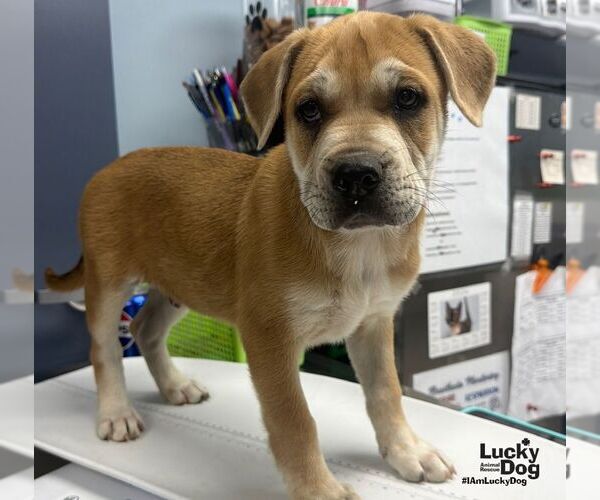Medium Photo #4 Mutt Puppy For Sale in Washington, DC, USA
