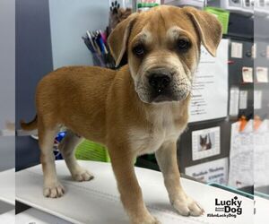 Murphy - Male Mutt Dog for Adoption - Photo #4