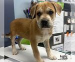 Small Photo #4 Mutt Puppy For Sale in Washington, DC, USA