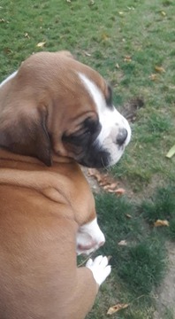 Medium Photo #8 Boxer Puppy For Sale in KENNEWICK, WA, USA