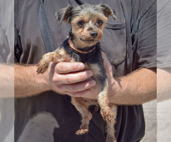 Medium Photo #2 Mutt Puppy For Sale in Huntley, IL, USA