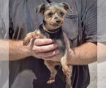 Small #1 Mutt