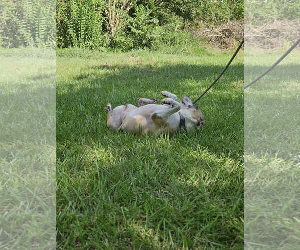 Medium Photo #5 Mutt Puppy For Sale in Wakefield, RI, USA