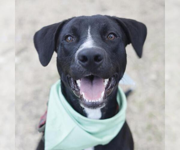 Medium Photo #1 Staffordshire Bull Terrier-Unknown Mix Puppy For Sale in San Antonio, TX, USA