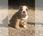 Small Photo #7 English Bulldog Puppy For Sale in FORT WORTH, TX, USA