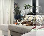 Small #5 Bull Terrier Mix