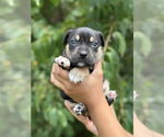 Small #5 American Pit Bull Terrier-Labrador Retriever Mix