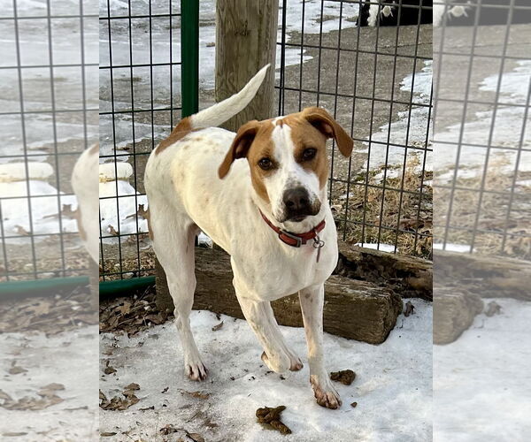 Medium Photo #12 Pointer-Unknown Mix Puppy For Sale in Hillsboro, MO, USA