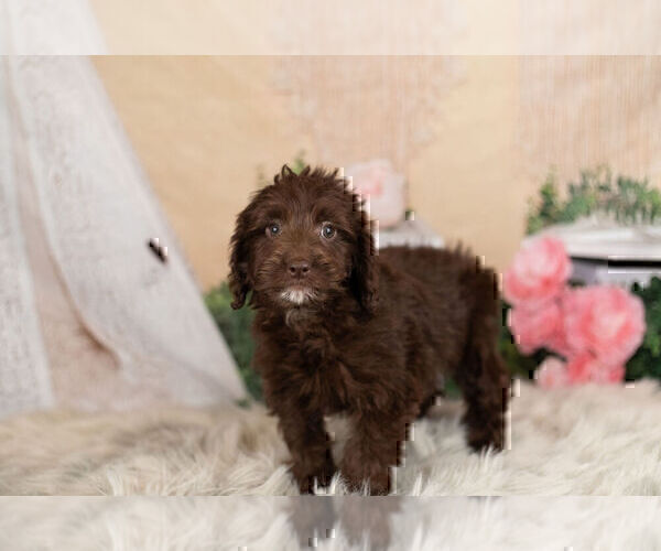 Medium Photo #4 Goldendoodle-Poodle (Miniature) Mix Puppy For Sale in WARSAW, IN, USA