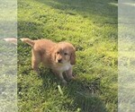 Small #1 Aussiedoodle