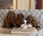 Small #5 Cavapoo (Miniature)