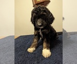 Small Photo #1 Sheepadoodle Puppy For Sale in INDEPENDENCE, MO, USA