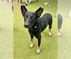 Labrador Retriever-Unknown Mix Dogs for adoption in Naples, FL, USA