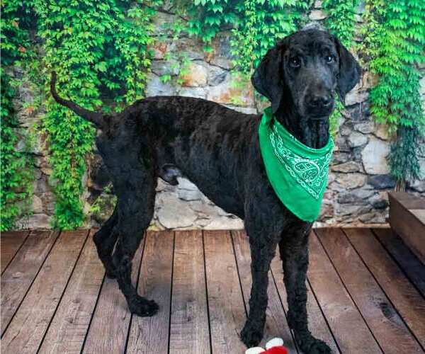 Medium Photo #5 Poodle (Standard) Puppy For Sale in Kennesaw, GA, USA