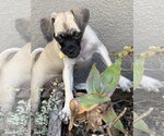 Small Photo #4 Puggle Puppy For Sale in Lake Elsinore, CA, USA