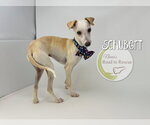 Small #2 Italian Greyhound