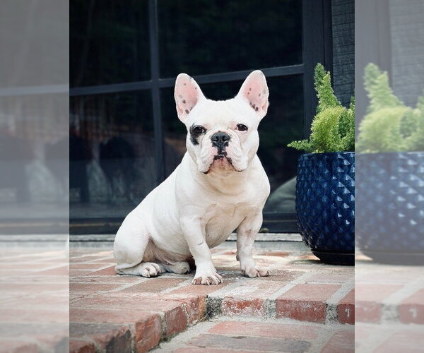 Medium Photo #1 French Bulldog Puppy For Sale in Marina Del Rey, CA, USA