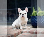 Small French Bulldog