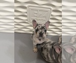 Small #5 French Bulldog