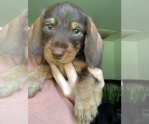 Dachshund Puppy for sale in CATLETT, VA, USA