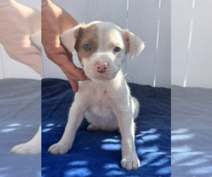 American Pit Bull Terrier-Australian Shepherd Mix Dogs for adoption in Newport Beach, CA, USA