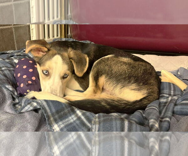 Medium Photo #21 Huskies -Unknown Mix Puppy For Sale in Boonton, NJ, USA