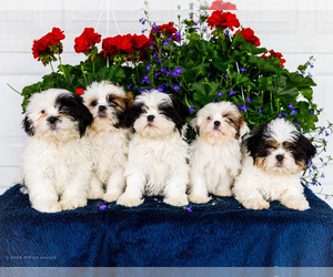 Shih Tzu Litter for sale in WAKARUSA, IN, USA