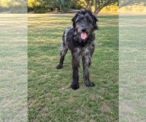 Lucas - Male Poodle (Standard)-Unknown Mix Dog for Adoption - Photo #3