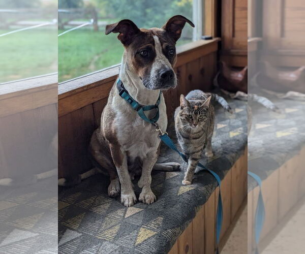 Medium Photo #1 American Pit Bull Terrier-Unknown Mix Puppy For Sale in Polson, MT, USA