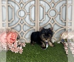 Small Photo #4 Yorkshire Terrier Puppy For Sale in MORRIS CHAPEL, TN, USA