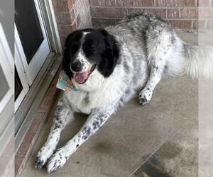 Mutt Dogs for adoption in San Antonio, TX, USA