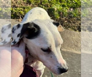 Chelsea - Female Beagle-Dalmatian Mix Dog for Adoption - Photo #6