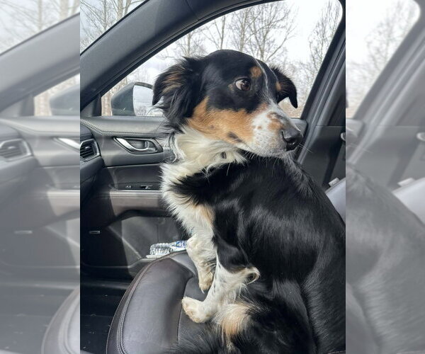 Medium Photo #3 Border-Aussie Puppy For Sale in Aurora, IN, USA