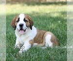 Small #3 Saint Bernard