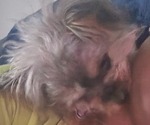 Small Photo #1 Yorkipoo Puppy For Sale in CONWAY, SC, USA