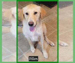 Golden Retriever-Unknown Mix Dogs for adoption in Granbury, TX, USA