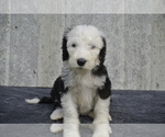 Small Photo #1 Sheepadoodle Puppy For Sale in FREDERICKSBG, OH, USA