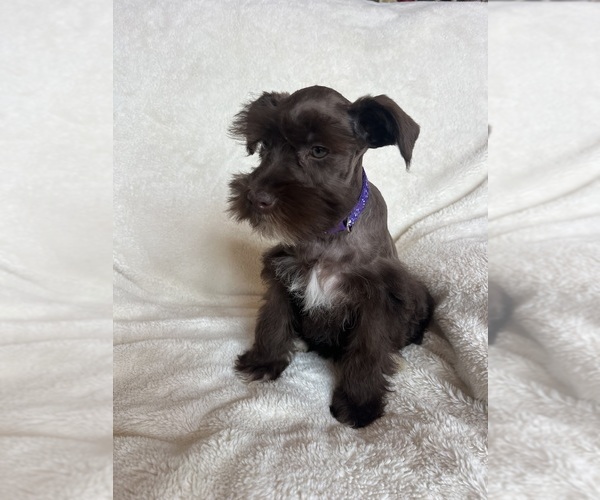 Medium Photo #5 Schnauzer (Miniature) Puppy For Sale in ROY, WA, USA