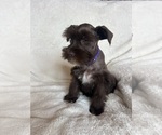 Small #4 Schnauzer (Miniature)