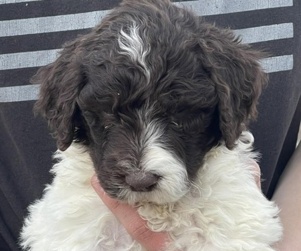 Medium Photo #5 Goldendoodle Puppy For Sale in ELLISGROVE, IL, USA