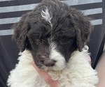 Small Photo #5 Goldendoodle Puppy For Sale in ELLISGROVE, IL, USA