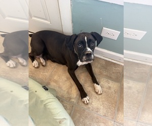 Mother of the Boxer puppies born on 05/07/2026